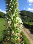 Lobelia hassleri (14)