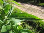 Lobelia hassleri (12)