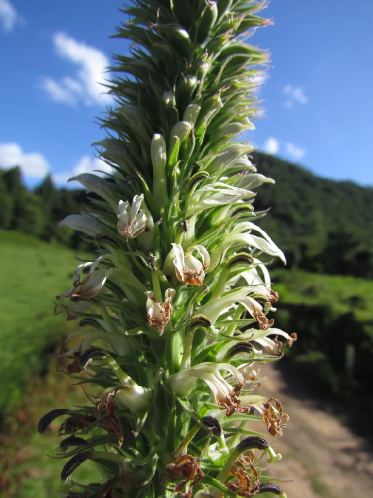 Lobelia hassleri (6)