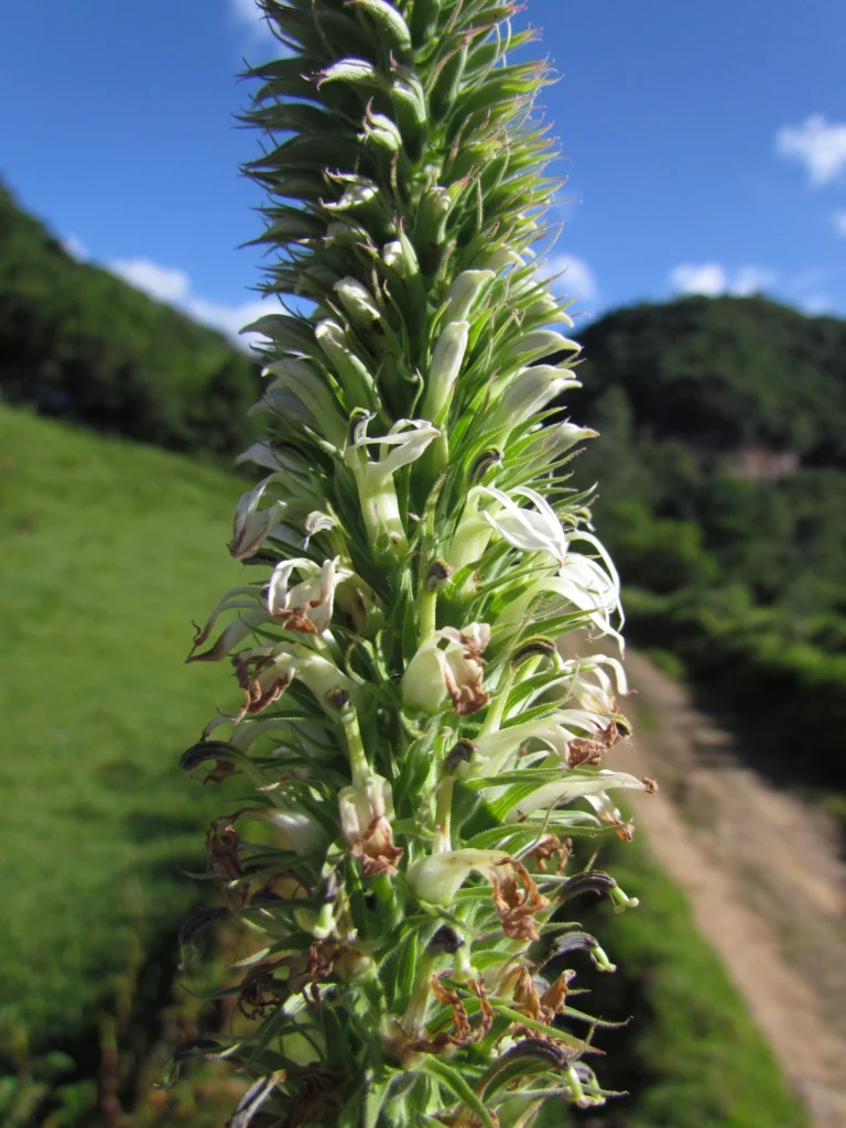 Lobelia hassleri (5)