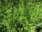 Lobelia fervens (27)