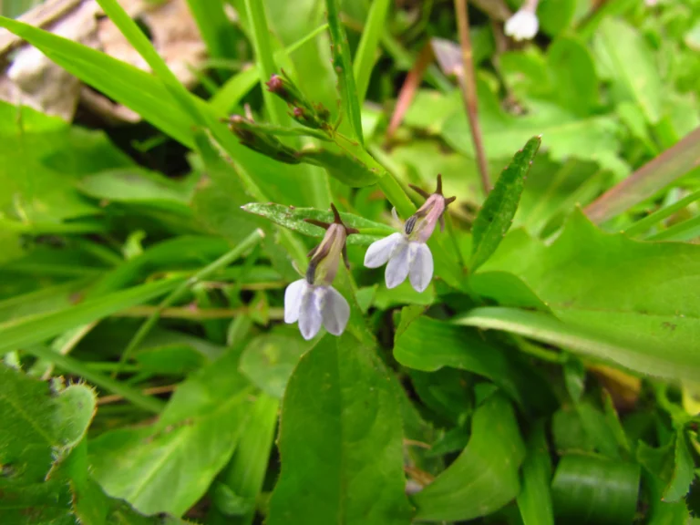 Lobelia fervens (20)