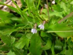 Lobelia fervens (19)