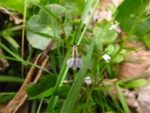 Lobelia fervens (18)