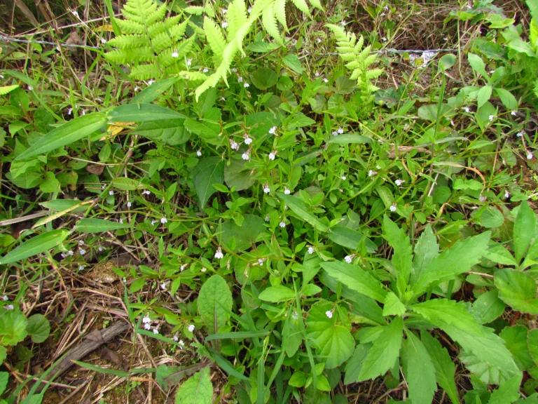 Lobelia fervens (12)