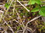 Lobelia fervens (11)