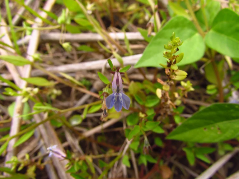 Lobelia fervens (9)