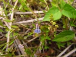 Lobelia fervens (8)