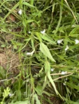 Lobelia fervens (5)