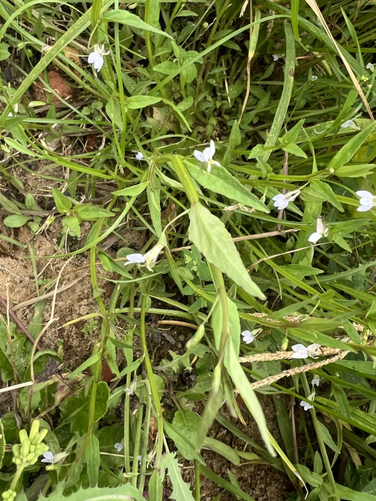Lobelia fervens (5)