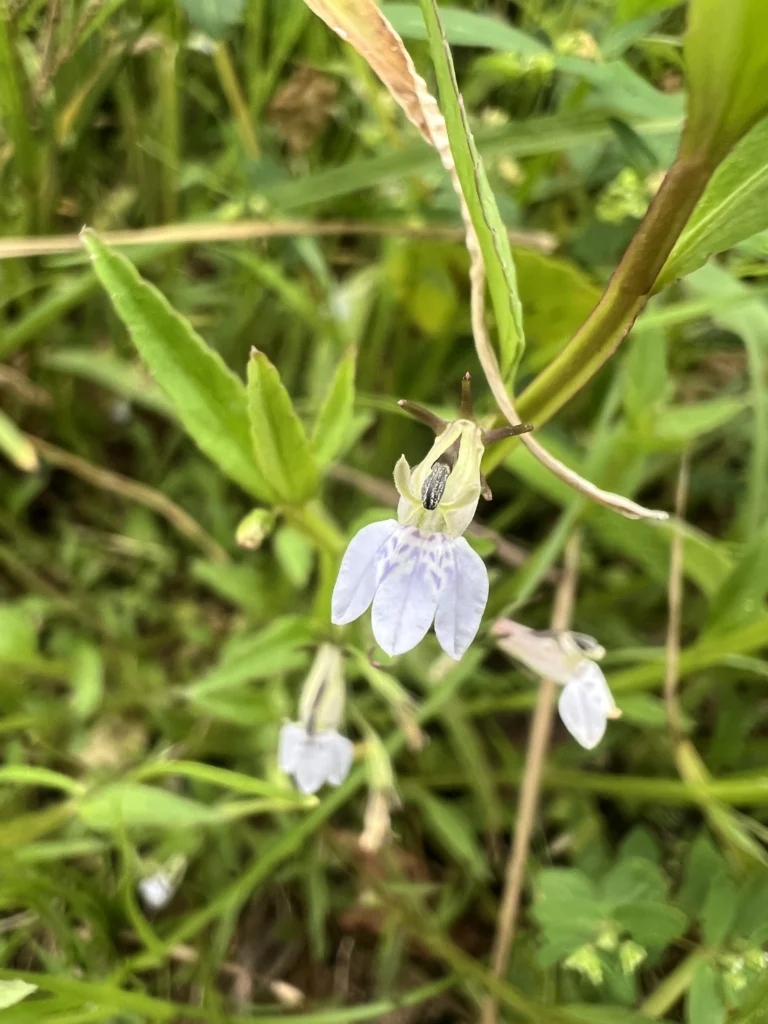 Lobelia fervens (4)