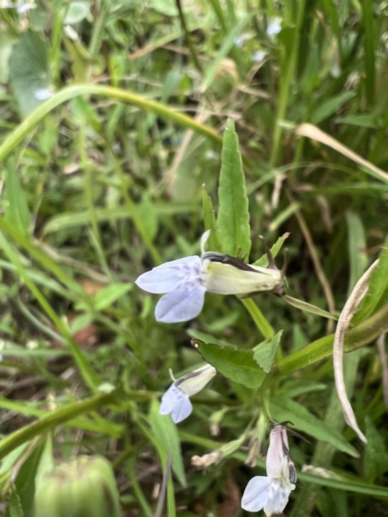 Lobelia fervens (3)