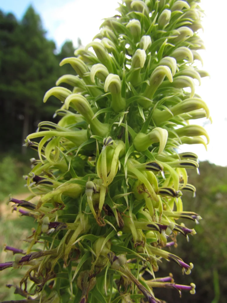 Lobelia exaltata (2)