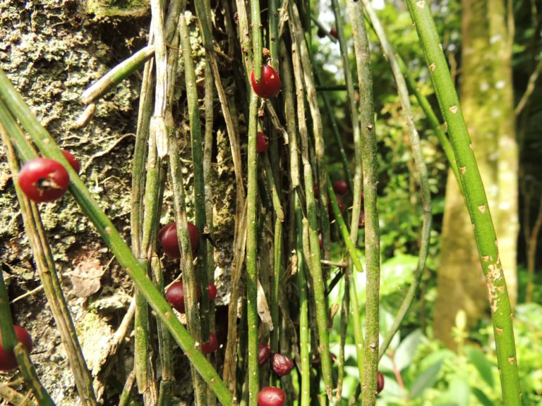 Lepismium lumbricoides (21)