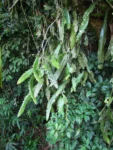 Lepismium houlletianum (7)