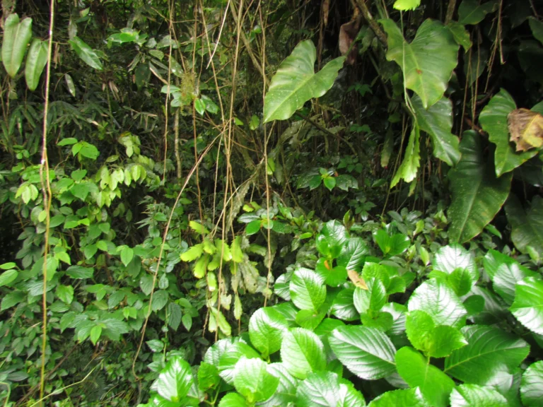 Lepismium houlletianum (1)