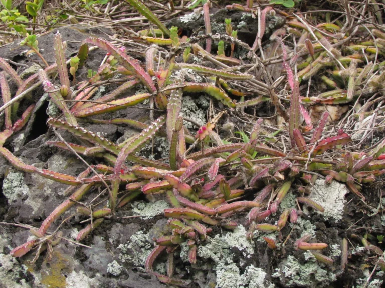 Lepismium cruciforme (8)
