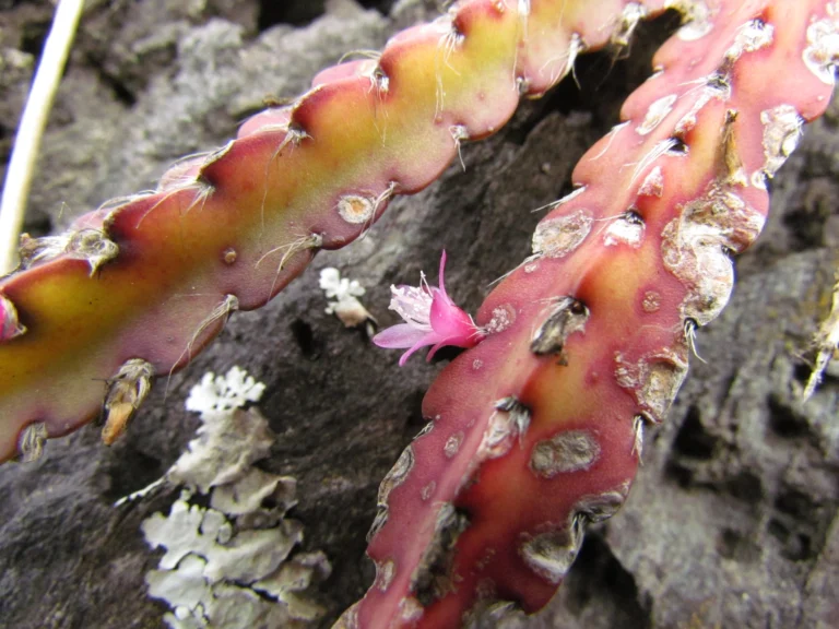 Lepismium cruciforme (6)
