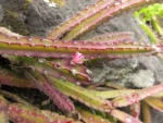 Lepismium cruciforme (4)