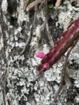 Lepismium cruciforme (4)