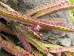 Lepismium cruciforme (3)