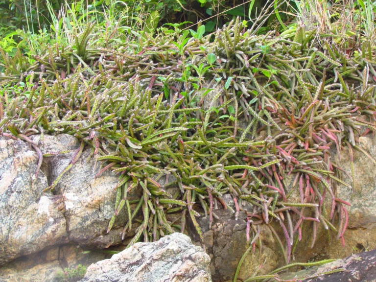 Lepismium cruciforme (1)