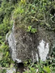 Lepismium cruciforme (1)