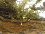 Hatiora salicornioides (9)