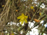Hatiora salicornioides (4)