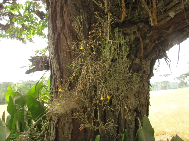 Hatiora salicornioides (2)