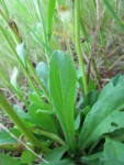 Acicarpha tribuloides (32)