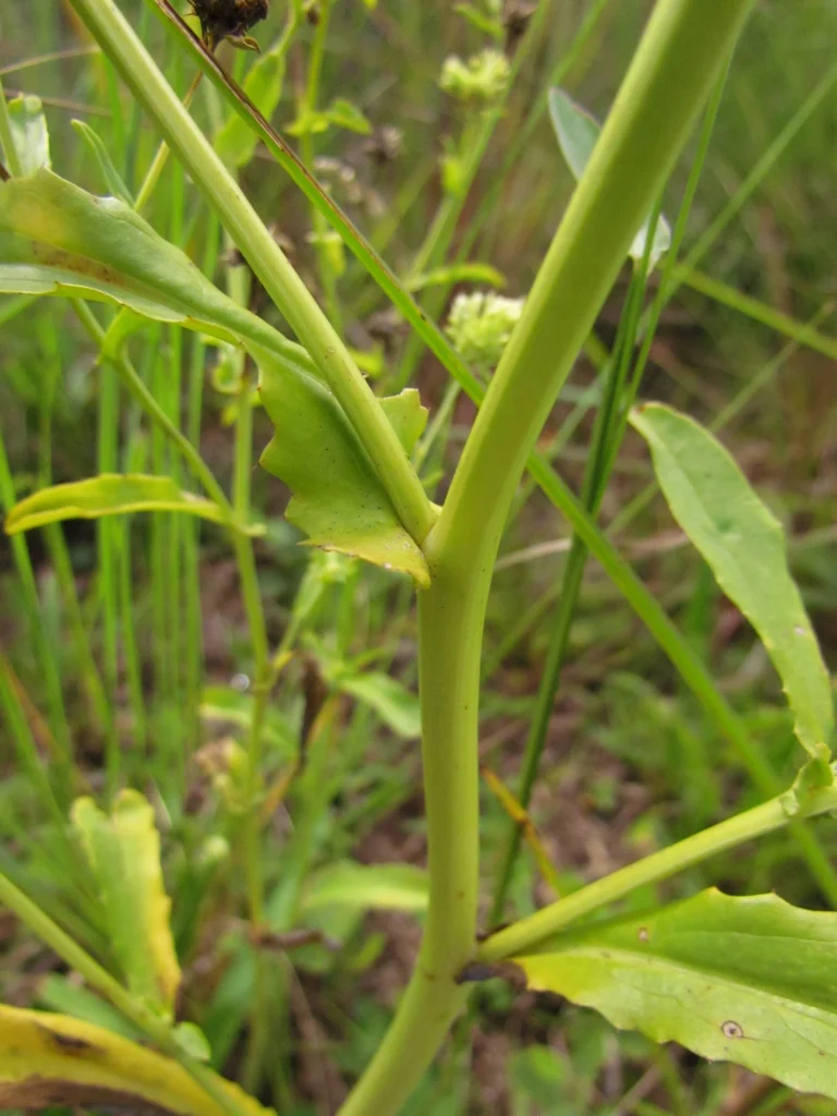 Acicarpha tribuloides (10)