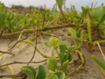 Acicarpha spathulata (38)