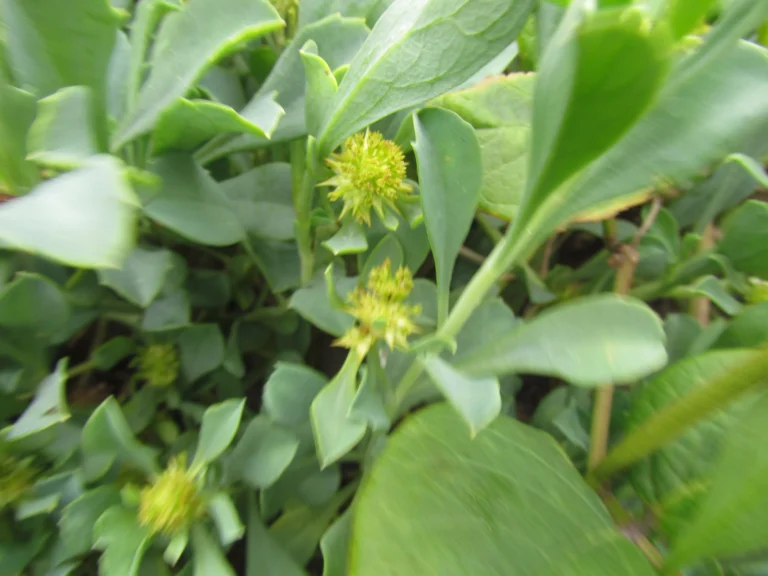 Acicarpha spathulata (34)
