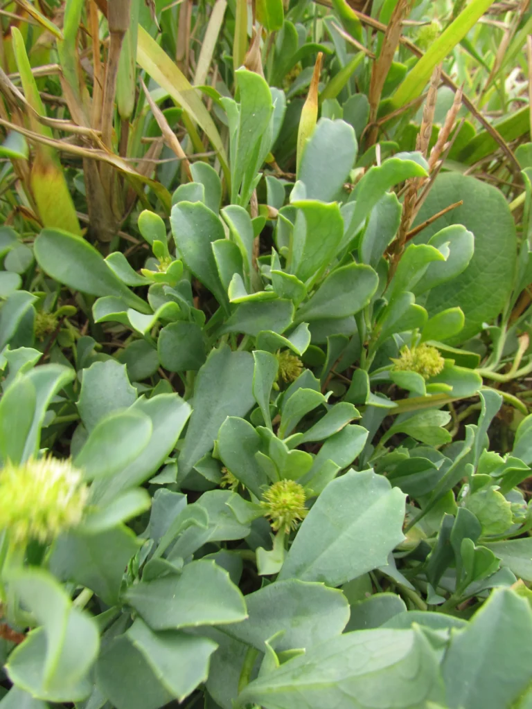 Acicarpha spathulata (31)