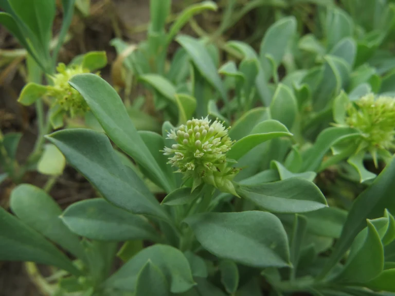 Acicarpha spathulata (19)