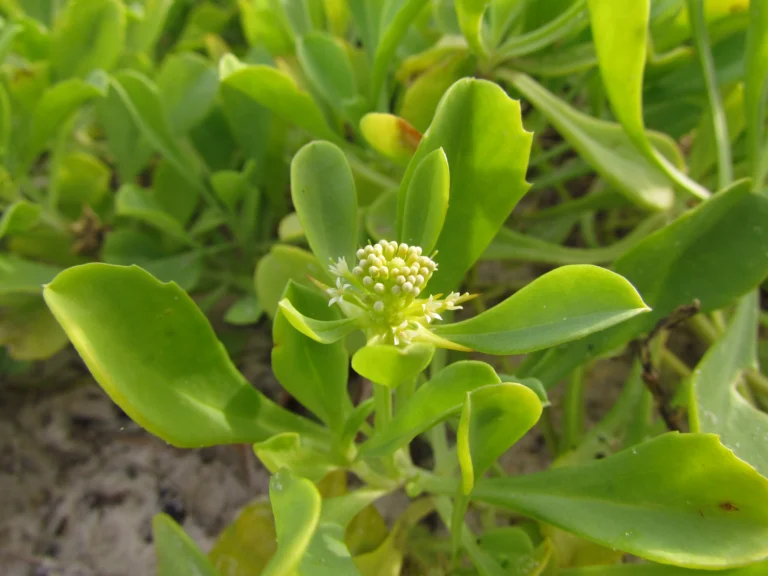 Acicarpha spathulata (3)