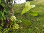 IMG_20260312_104320