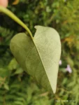 IMG_20260206_075049
