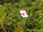 IMG_20260206_074849