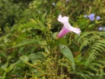IMG_20260206_074742