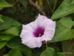 IMG_20260206_074704