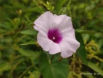 IMG_20260206_074650