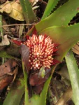 Wittrockia superba (5)