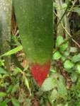 Wittrockia superba (4)