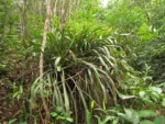 Wittrockia superba (2)