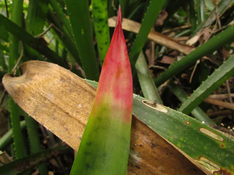 Wittrockia superba (1)