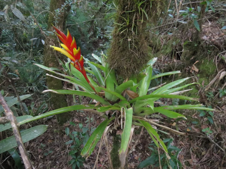 Vriesea x bruggemannii (9)