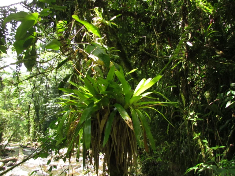 vriesea unilateralis (5)
