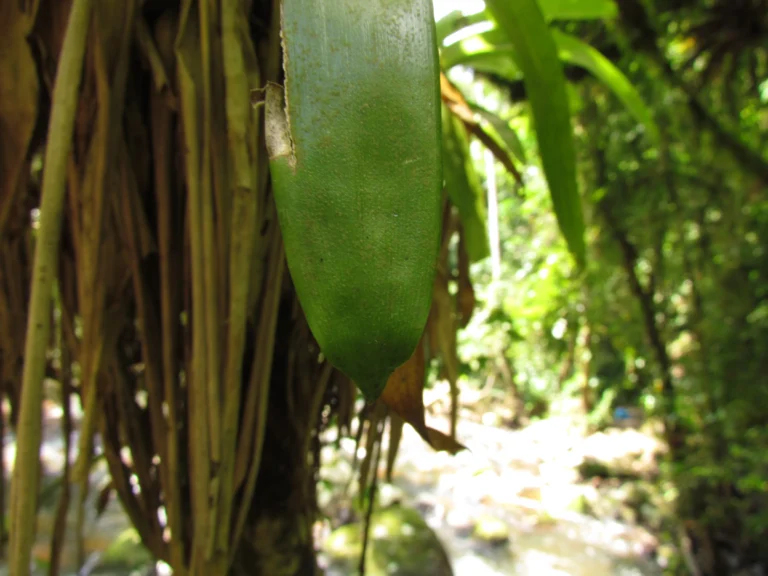 vriesea unilateralis (3)